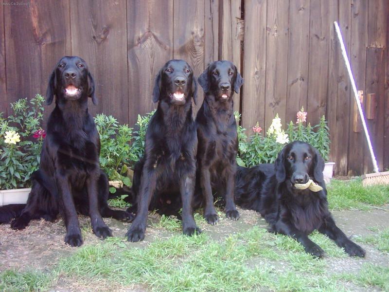 Foto: sme�ka z ch.st. Black Brianta :)-zleva: Arctic Avalanche Black Brianta (Viky), Applause For Black Brianta (Falko), Aura ze SOutock�ho luhu (Ori) a Ester Black Wind of Vara�din (Teri)