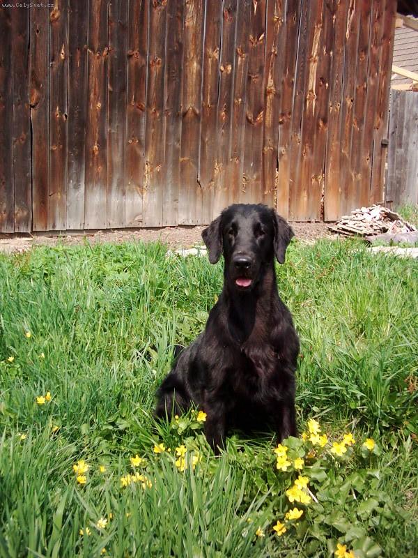 Foto: na�e Orinka-Ch. Aura ze Soutock�ho luhu