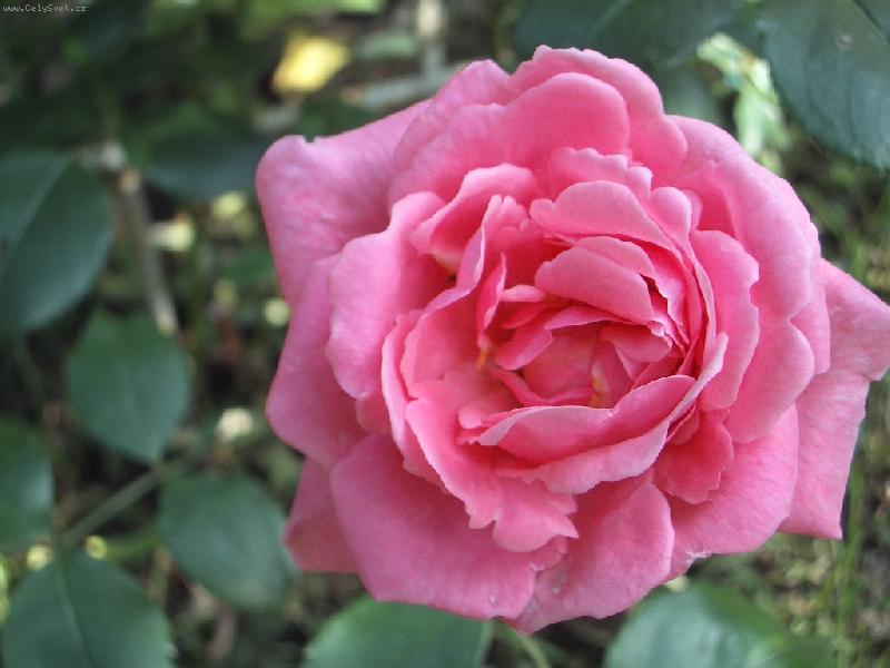 Foto: staror��ova-Pnouci