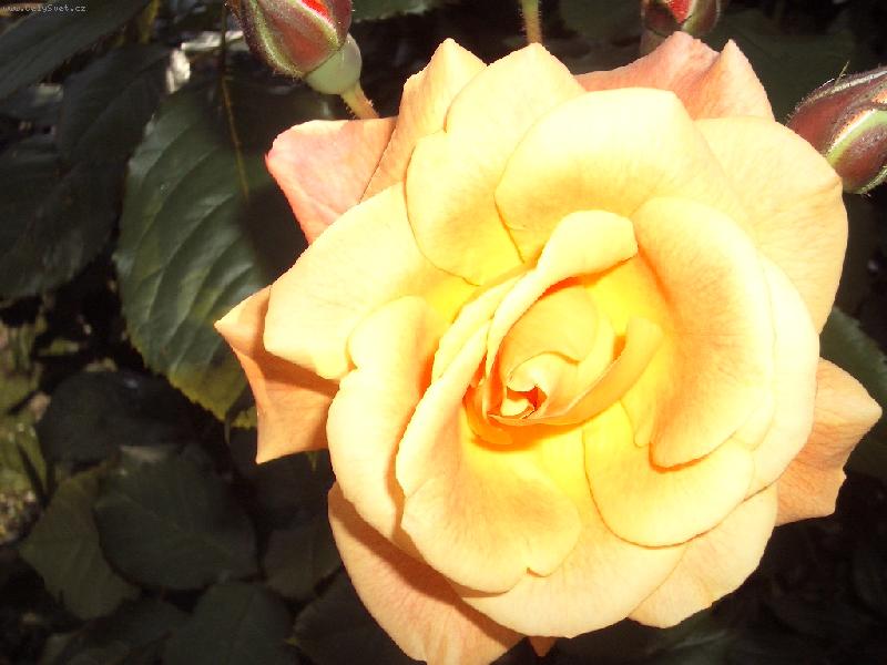 Foto: Westerland-se�loutla