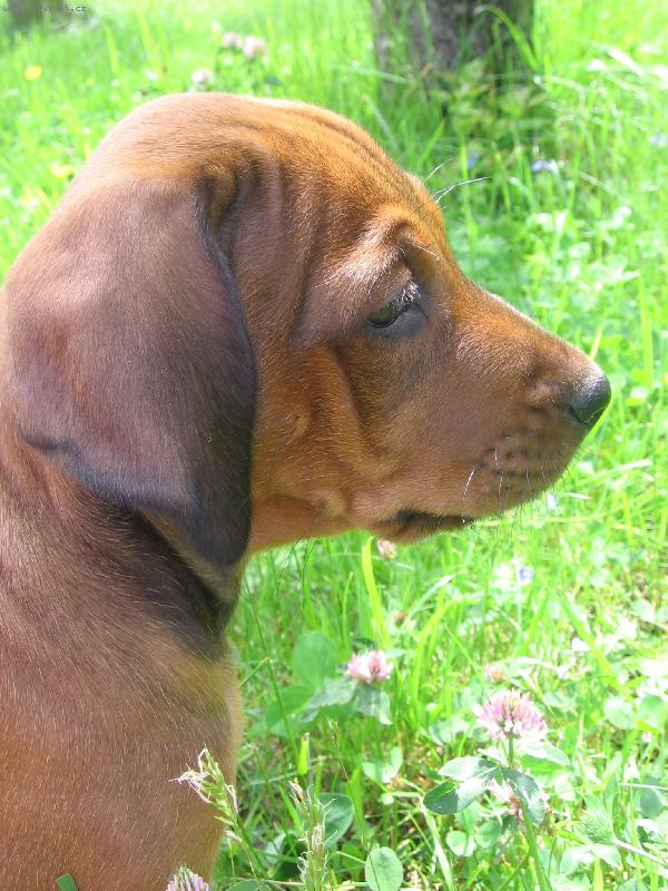 Foto: Alf Hanaho-Alf�k