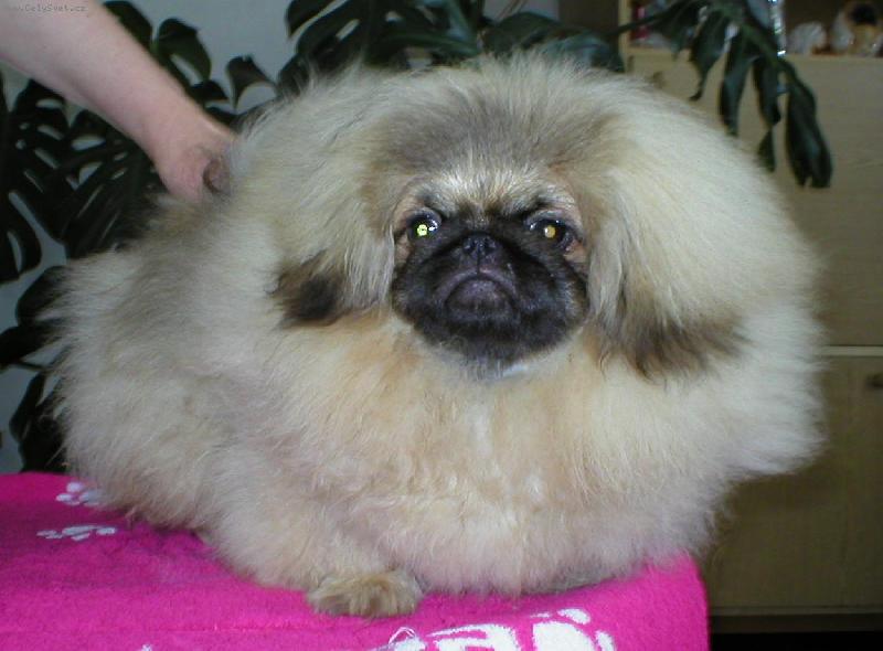 Foto: Wrinkley Boy of Bohemia Orchis-pes-o:ICH.MONOMAH Rococo Duke For Astarte,m:RACHEL HOE Bohemia Orchis