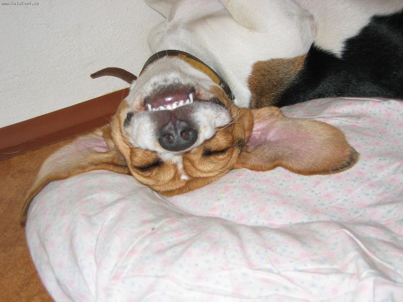 Foto: Je to par�da lehnout si na z�da :)