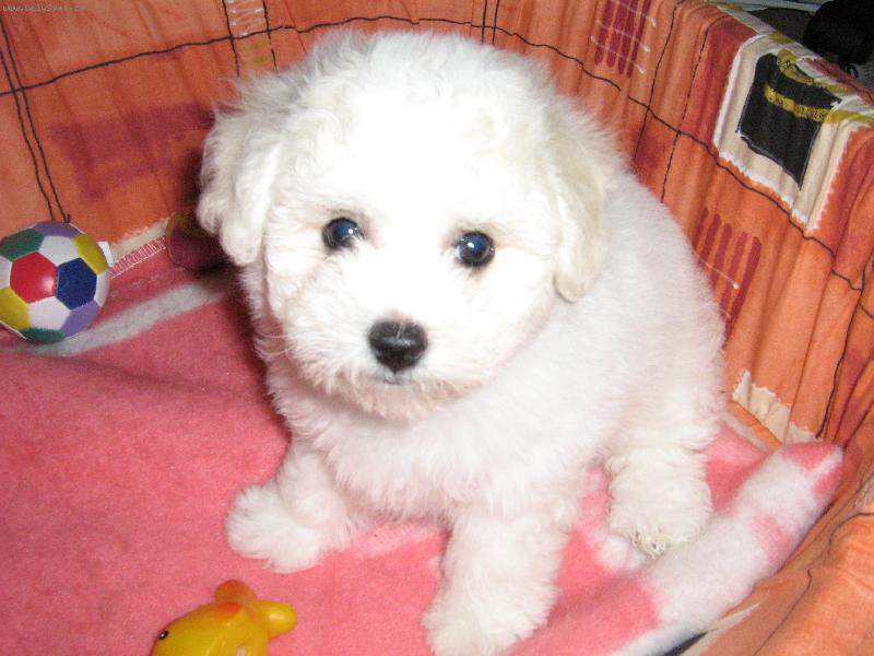 Foto: Shereen-zlat��ko v pel�ku