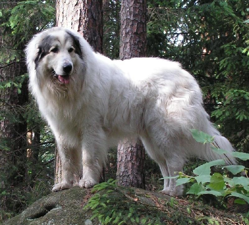 Foto: Monty - CH. Cyro Mountain Almanach-Monty  - CH. Czro Mountain Almanach