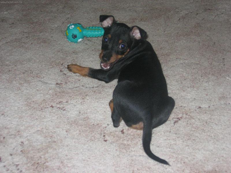 Foto: Co je? Si hraju, nevid�?-Annie z V�t�n� (9t�dn�)