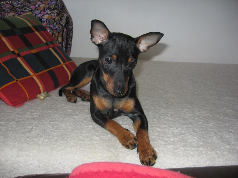 Foto: Smutn� Eninka-Annie z V�t�n� (7m�s�c�)