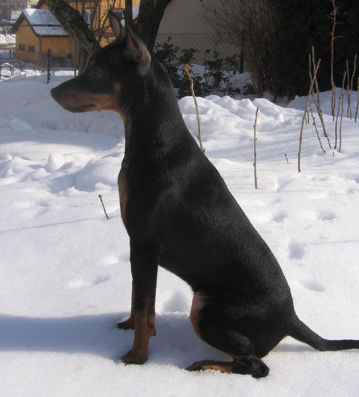 Foto: Skoro dobrman-Annie z V�t�n� (7m�s�c�)