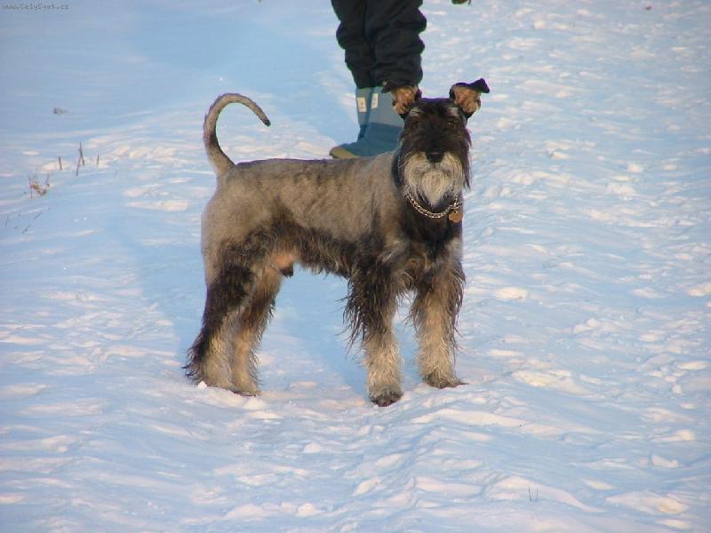 Foto: Kn�ra� pep� a s�l