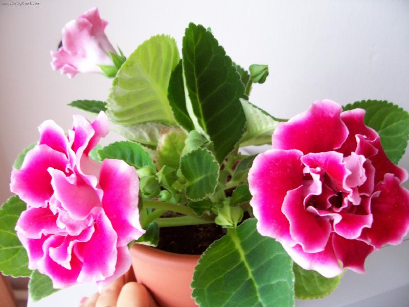 Foto: Gloxinie-Gloxinie