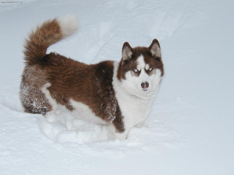 Foto: Brenda-M�am sn�ek...p�za pro p�n��ka :o)