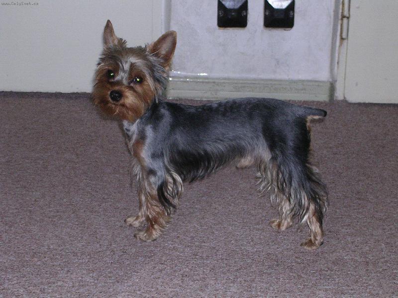 Foto: Fil�pek-Moje l�ska