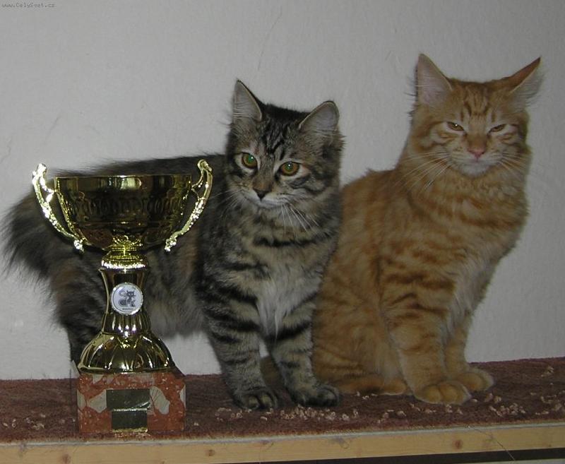 Foto: BIS vrh Valtice-Kuril�t� bobtaili