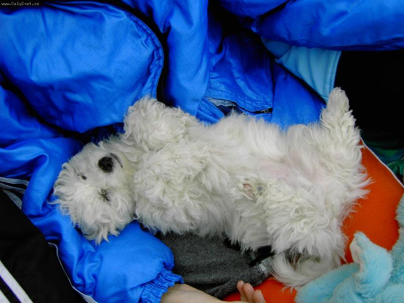 Foto: tobby-Tobby�ek kdy� odpo��v�