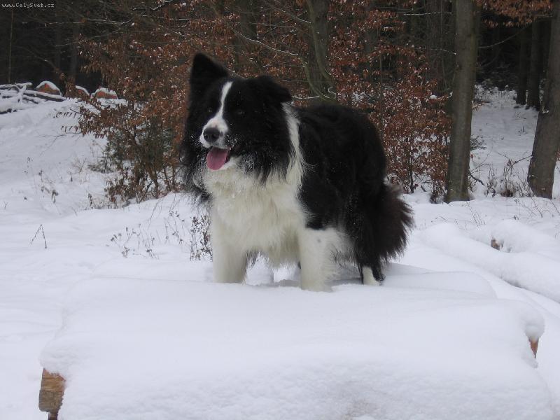 Foto: ro�n� �t�n� Indiana Jones Foxi-Fox