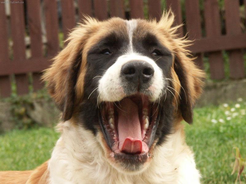 Foto: Rosa z�v�-Na�e fene�ka v 10.t�dnech