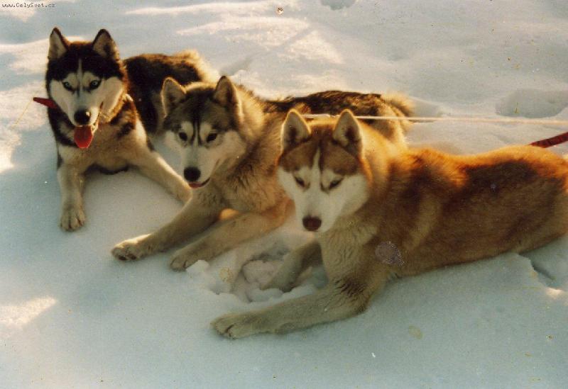 Foto: Siwash Legend-Funny,Sally a Lady