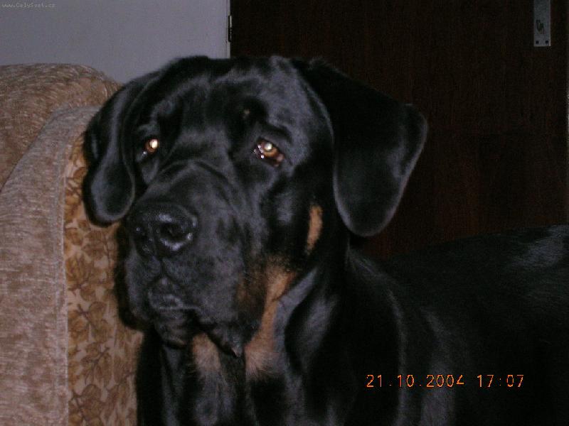 Foto:  Tosa inu-tosa inu - Tensaji ve vz�cn� se vyskytuj�c� barv� black and tan