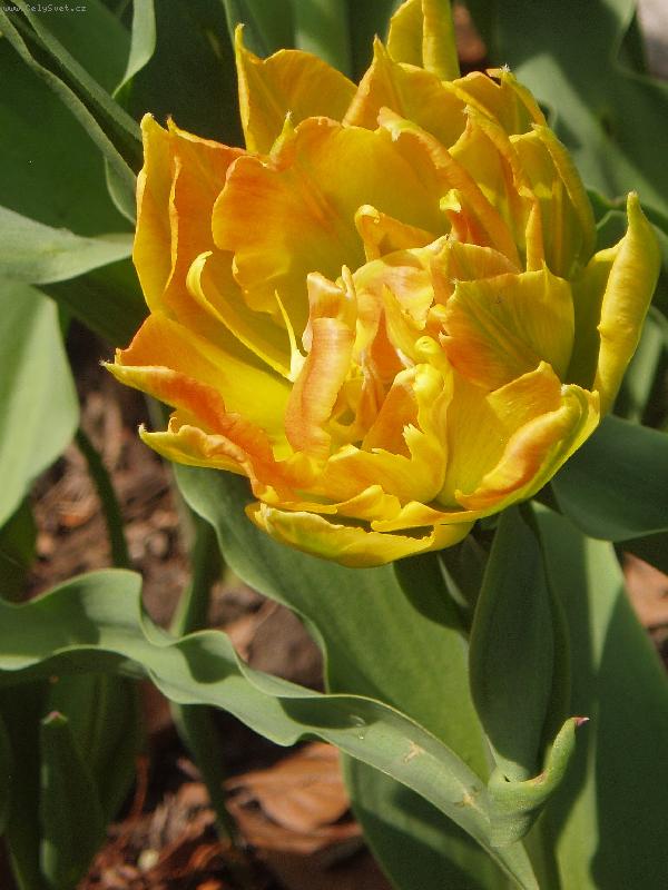 Foto: plnokv�t� tulip�n