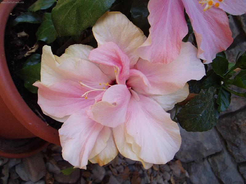 Foto: r��ov� plnokv�t�