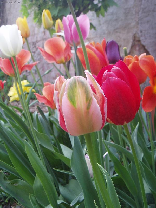 Foto: sm�s r�zn�ch barev