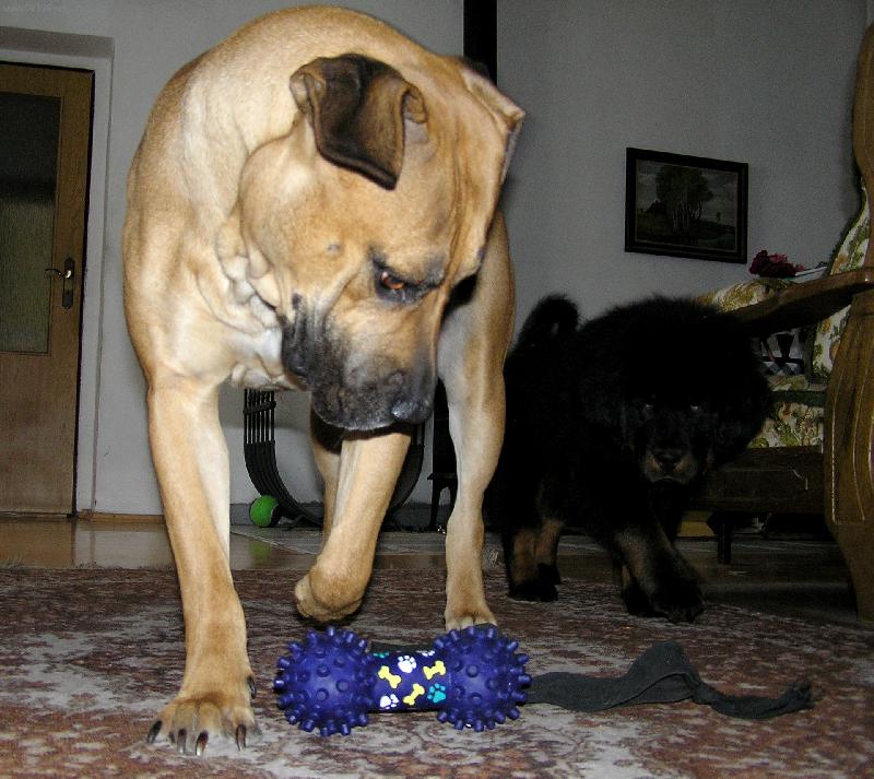 Foto: Boerboel-To je moje hra�ka!