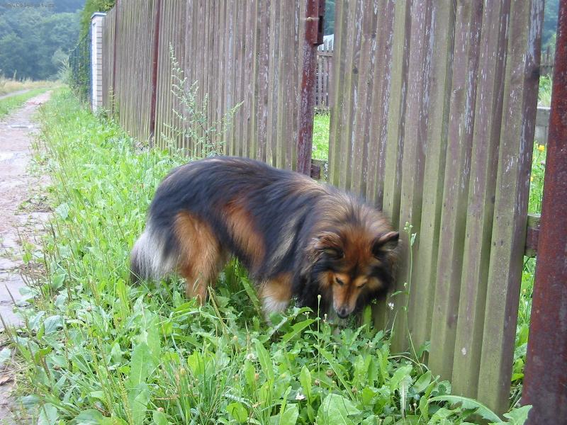 Foto: Akim-Pr�zkumn�k