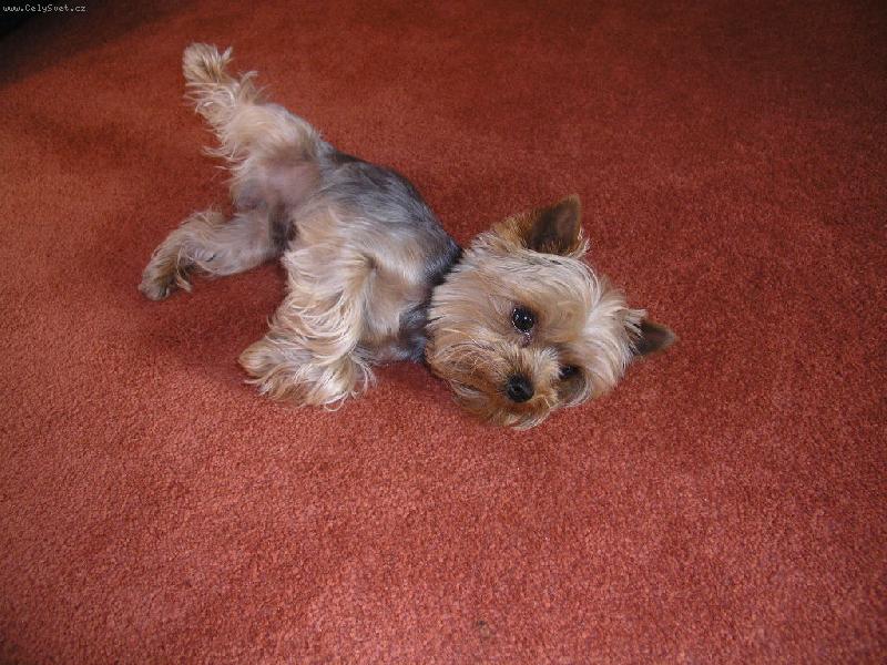 Foto: Teddy-Tak to je n� mil��ek Teddynek