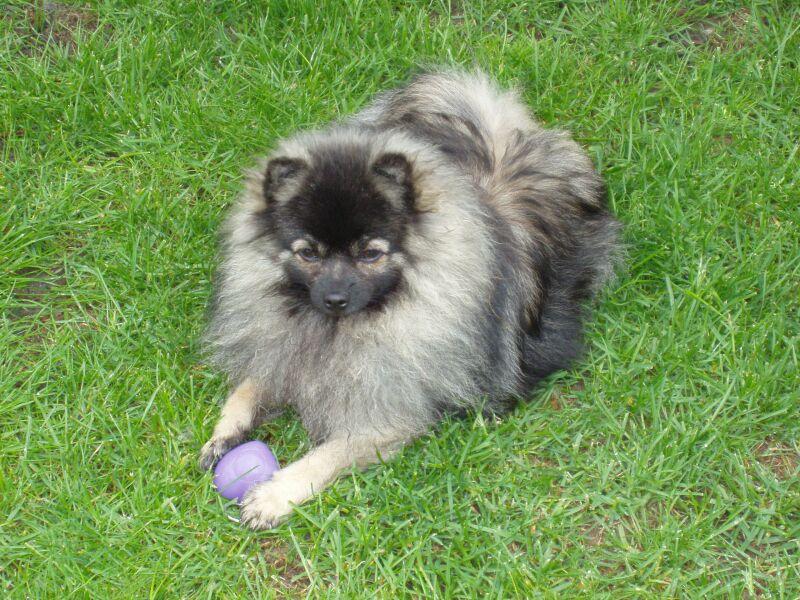 Foto: Falko z Hrabovsk�ch luk-mal� vlko�ed�