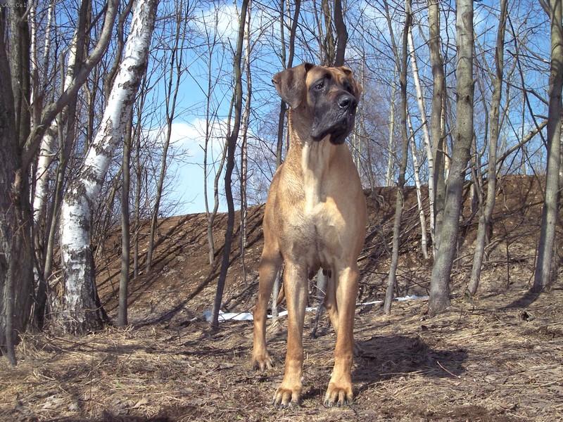 Foto: jaro2006-AKKI SYLVADOG BOHEMIA