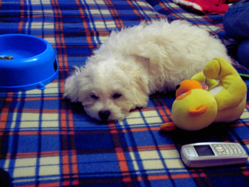 Foto: Tobby�ek kdy� je unavenej!
