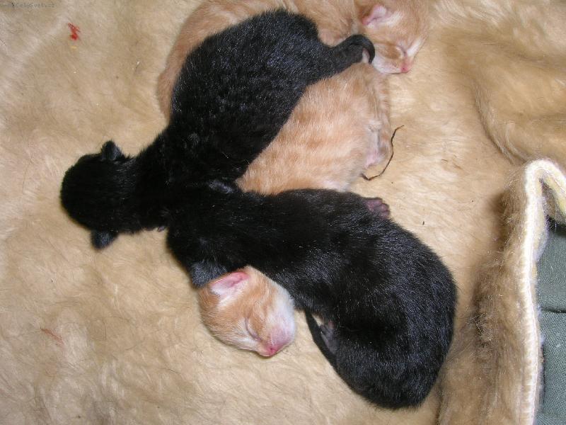 Foto: Kotata-Prvni kotata nasi Mindy,ktera odnesla kuna,kdyz jim byl jeden den.