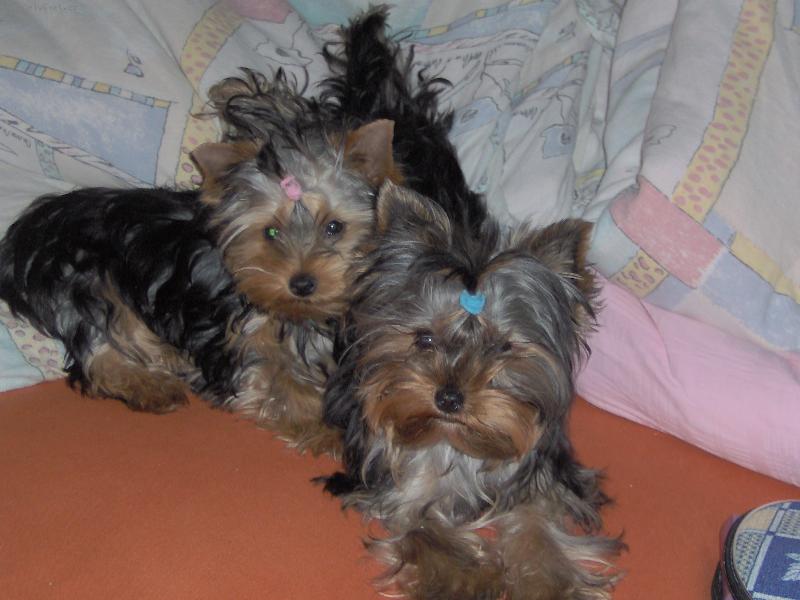 Foto: Charlie a Magie-Jsme nerozlu�n�!!!