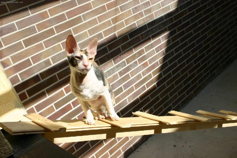 Foto: Cornishi slun�n�