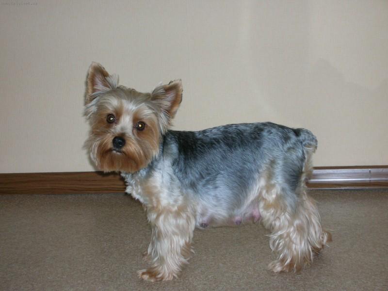 Foto: moje Nelinka-takto vypadala moje pusenka nez porodila 3 krasny stenatka..