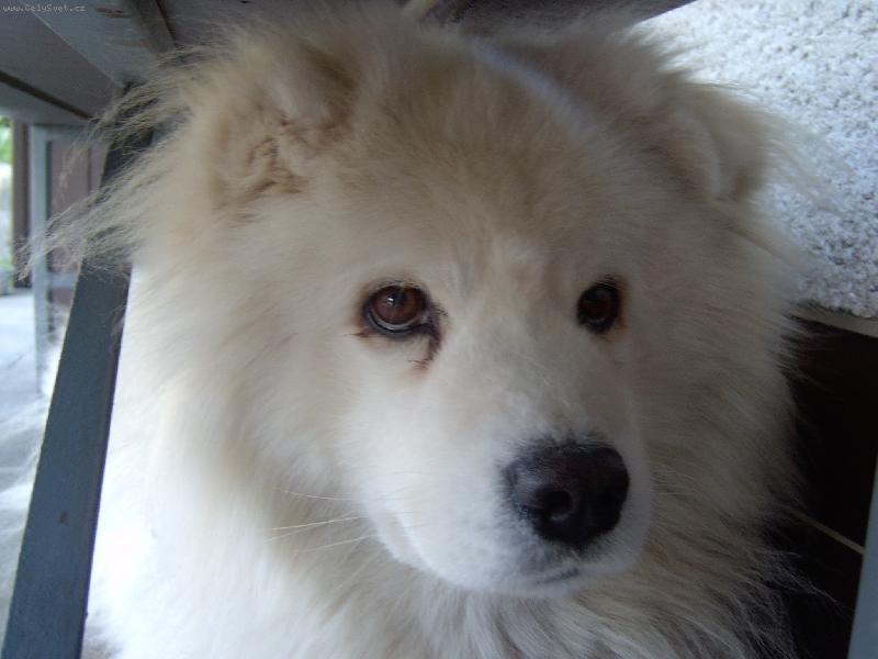 Foto: Bella-Na�e Bella p�ed operac� s mo�ov�mi kameny