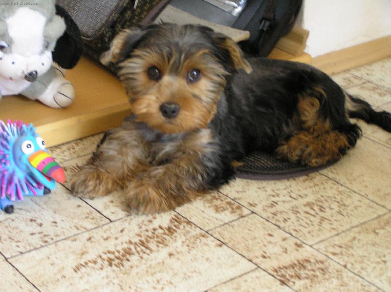 Foto: nas chirsi-to je nas trhac