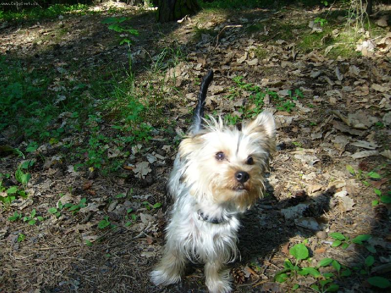 Foto: N� Den�sek