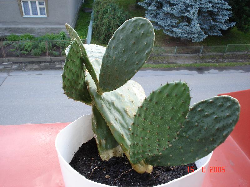 Foto: OPUNCIE-OPUNCIE