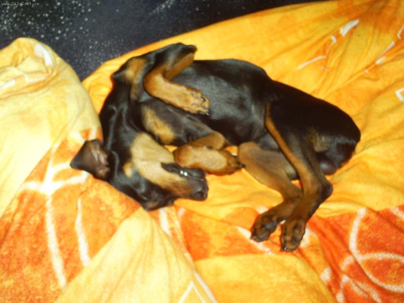 Foto: Arn��ek-Jsem unavenkanej