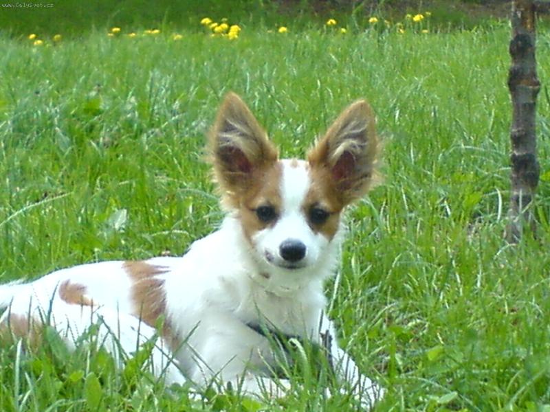 Foto: ABRAXAS JIRAVA-�t�n� 5 m�s�c�