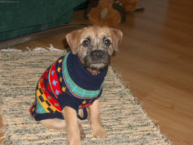 Foto: POZOR ZLY PES!!!-Nase Korinka se chysta na vylet:))