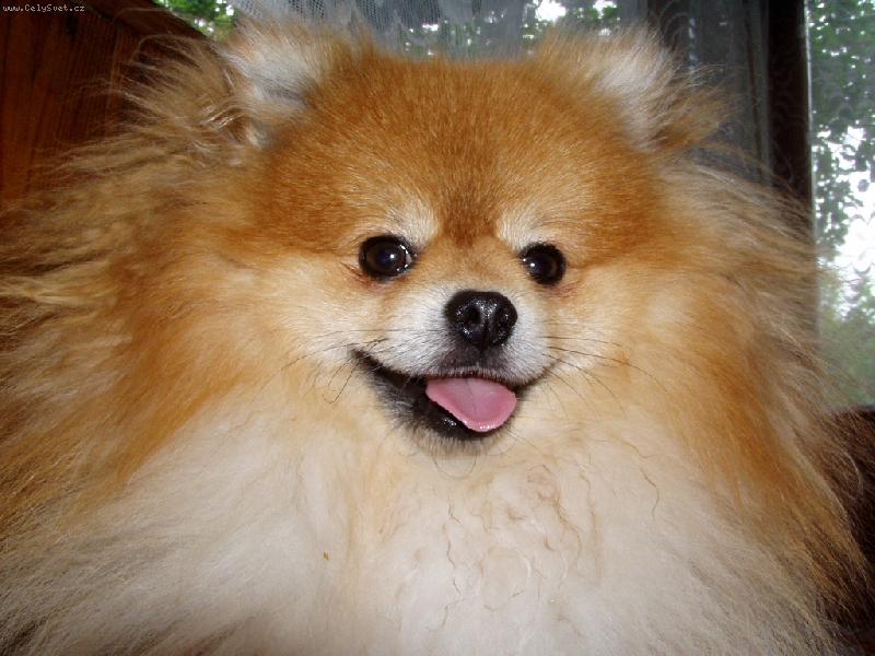 Foto: no prost� n� ly���ek-pomeranian v jednom roce v�ku