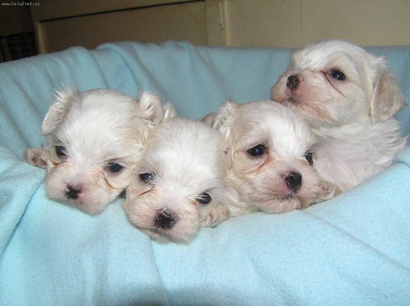 Foto: �t��ata \"z Nov�ho M�sta\"