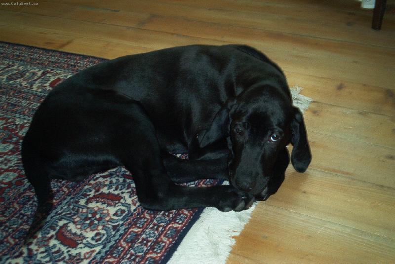 Foto: Aramis-na�e kr�sn�, mil�, mazliv� fila