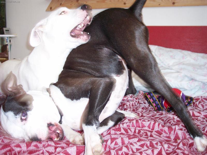 Foto: Fenky PItbulla a Argentinsk� dogy