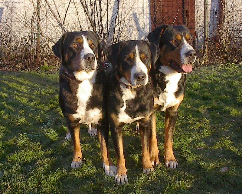 Foto: from Swiss Star