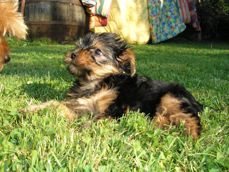 Foto: Enny na chalup�-Ennynka si le�ink� ne travi�ce... :-)