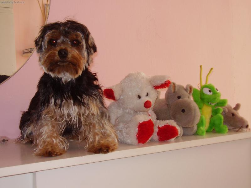 Foto: Ply���ci