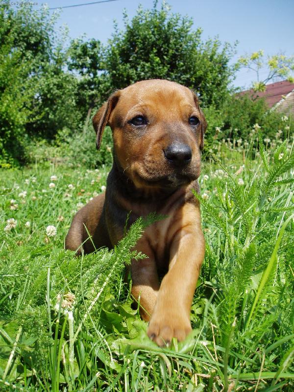 Foto: �t��� z chs slunce Zambezi